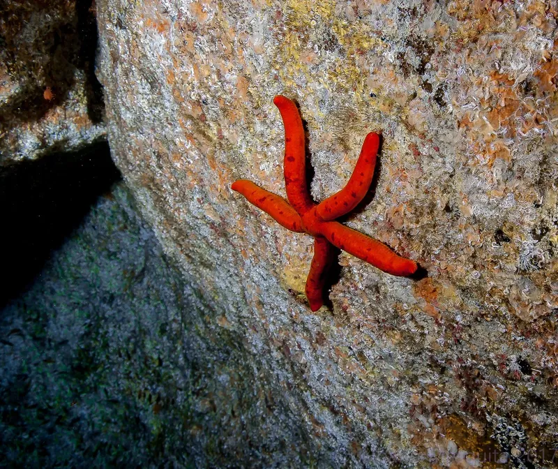 Etoile de mer rouge accrochée à un rocher sous-marin éclairé