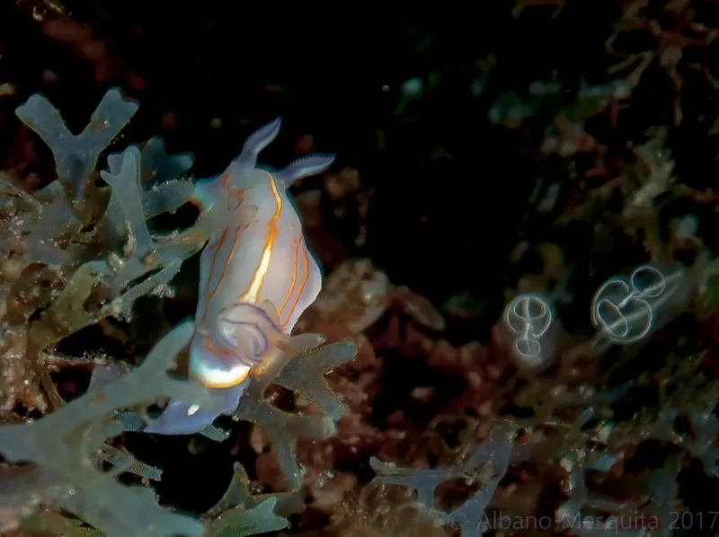 Nudibranche bleue et orange sur corail, créature marine exotique