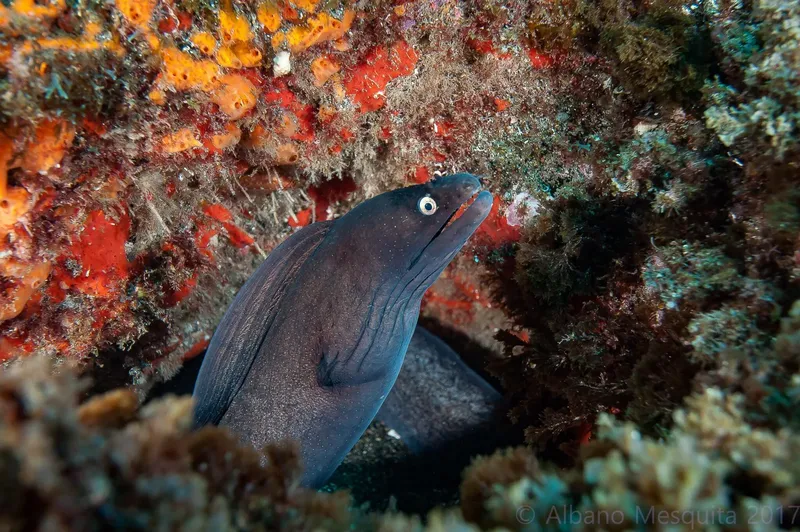 Murène observant l'appareil photo dans un récif corallien coloré