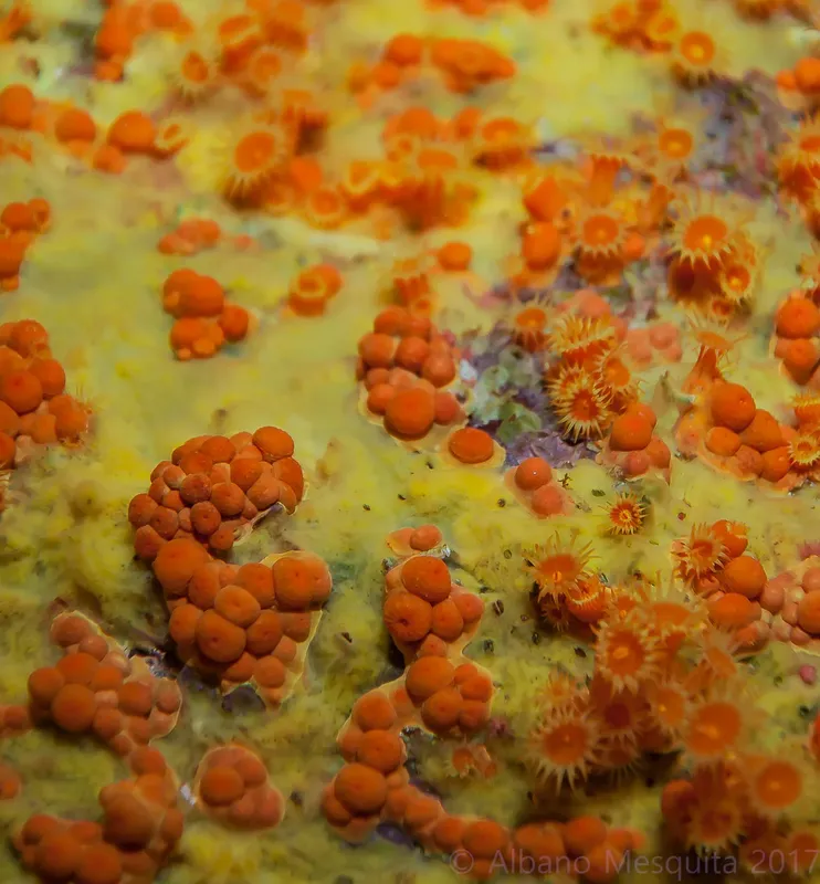 Champ de petites étoiles de mer orange sur fond sableux flou