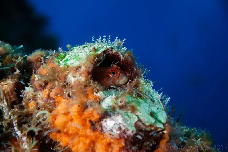 Petit poisson rouge caché dans une éponge colorée en milieu marin