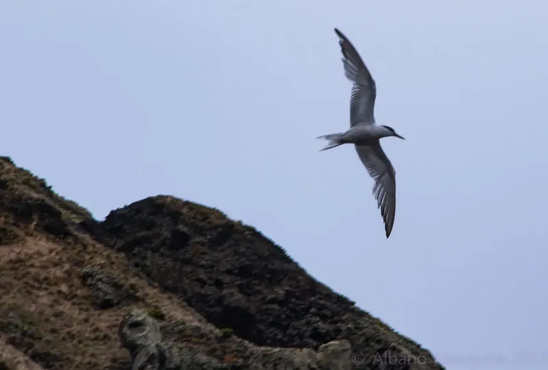 Oiseau marin en vol au-dessus d'une côte rocheuse sous ciel gris