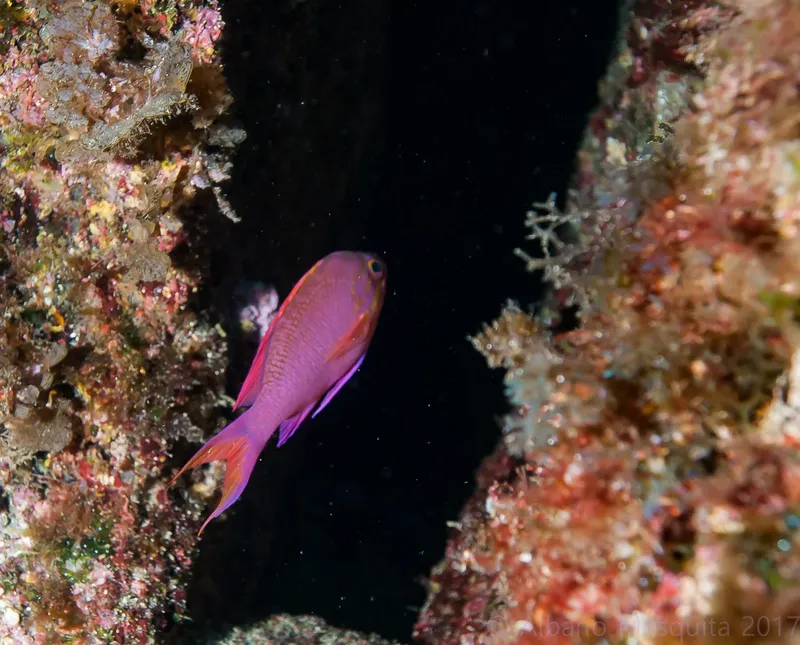 Un poisson rouge vif nage près d'un récif corallien coloré