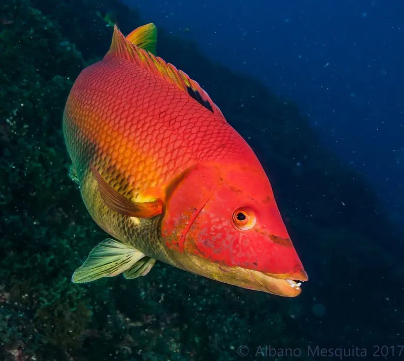 Poisson rouge vif nageant dans un environnement sous-marin rocheux et bleu