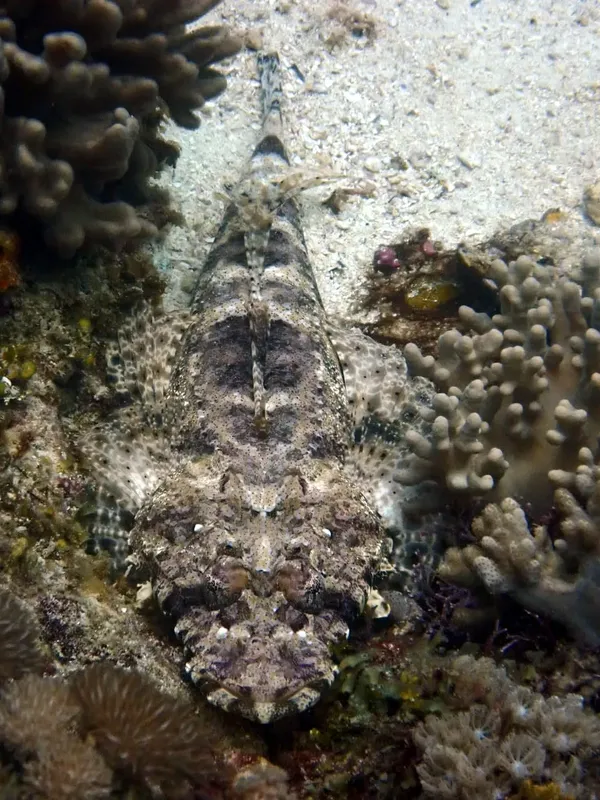 Un poisson-léopard se camoufle sur un fond rocheux corallien