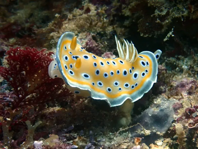 Nudibranche jaune et bleue à pois blancs sur corail rouge