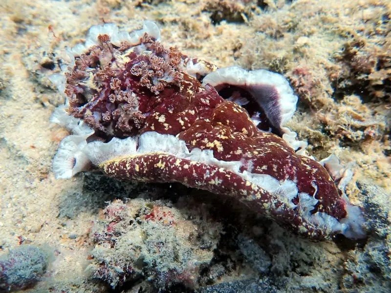 Holothurie rouge et blanche sur fond sablonneux et rocheux sous-marin