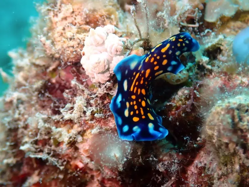 Nudibranche bleue et jaune sur un récif corallien coloré