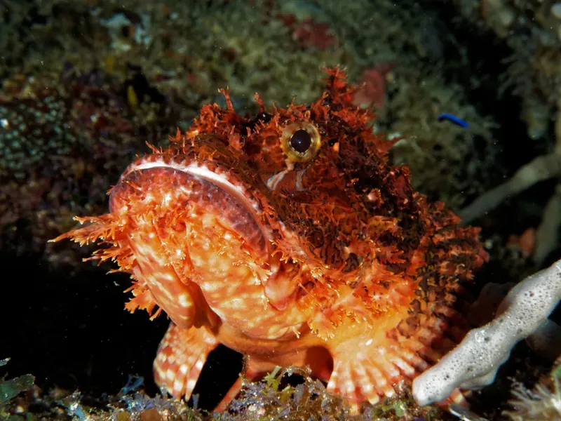 Poisson-scorpion rougeoyant, regardant la caméra, sur fond rocheux sombre