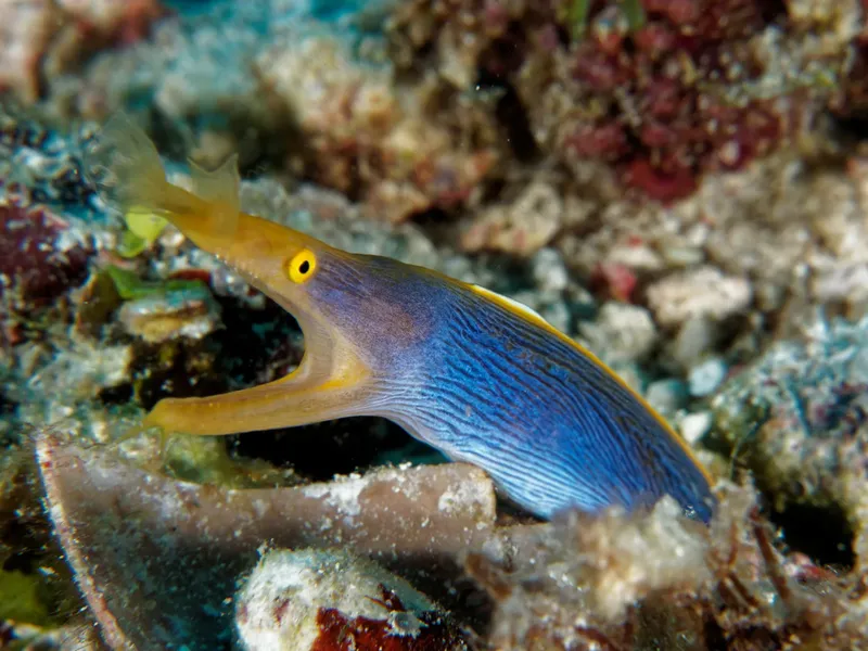 Poisson trompette bleu et jaune se fondant dans le récif corallien