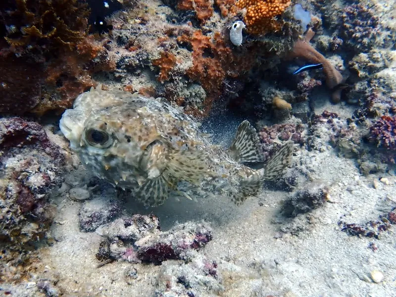 Poisson-globe sur fond rocheux et corallien en milieu marin