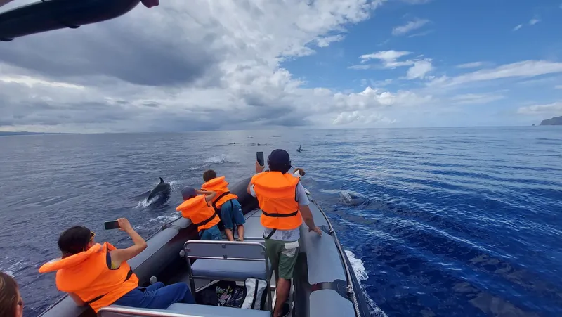 Observation de dauphins depuis un bateau pneumatique en mer, ciel nuageux