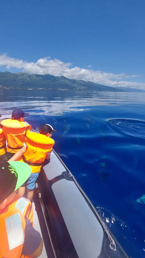 Personnes observant des animaux marins depuis un bateau en mer
