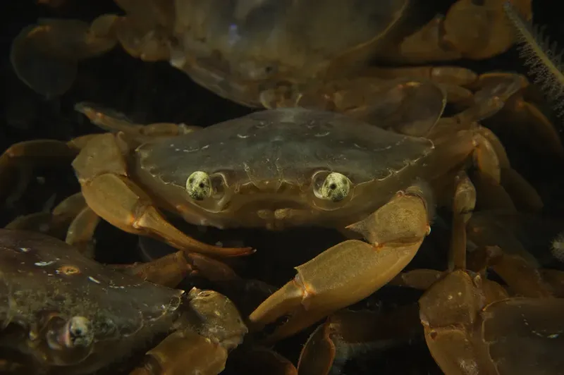 Plusieurs crabes marrons se regroupent sur le fond marin sombre