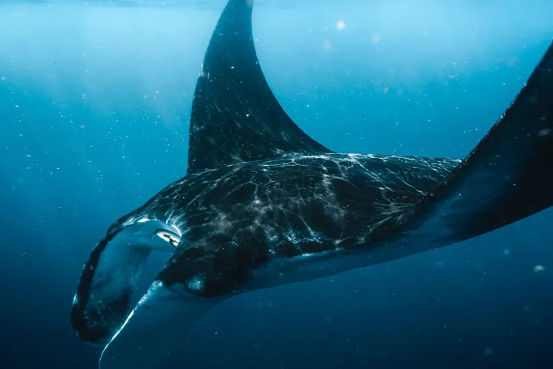 Raie manta nageant gracieusement dans les eaux bleues de l'océan