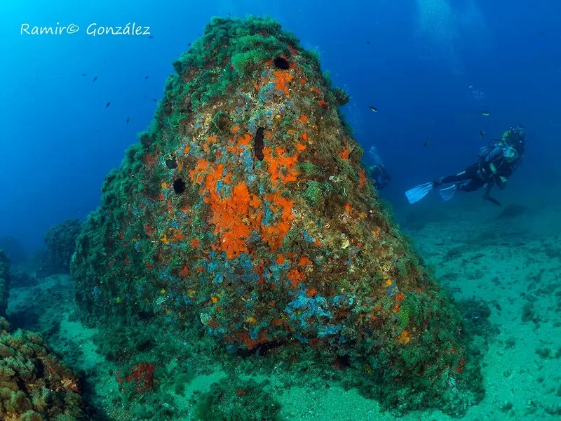 Deux plongeurs explorent un récif rocheux coloré en milieu marin