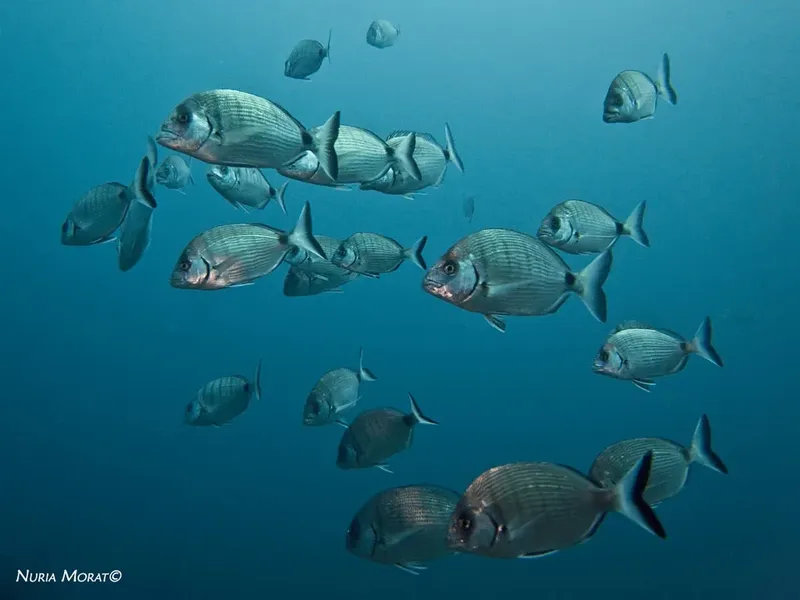 Banc de poissons argentés nageant dans une eau bleue claire
