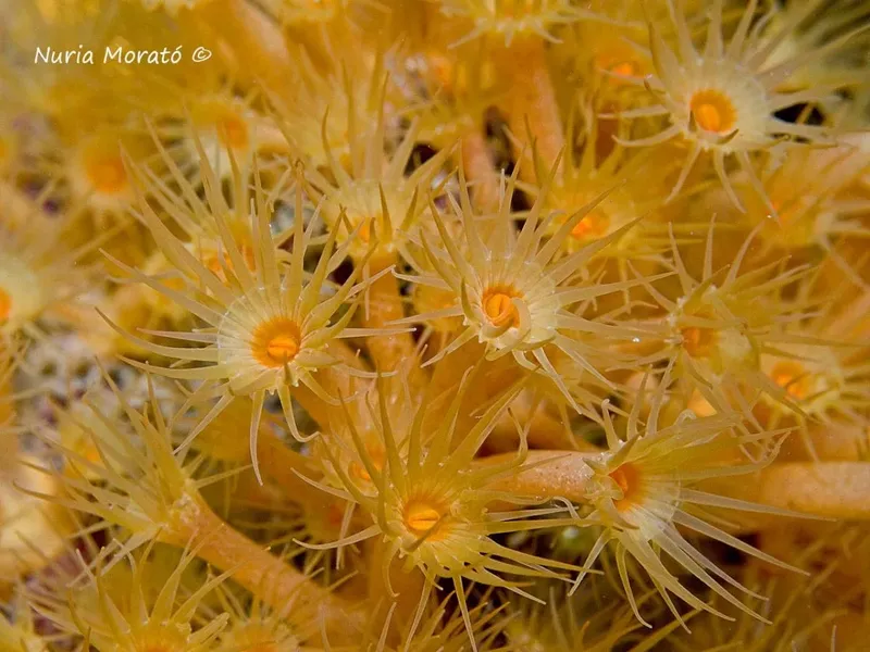 Champ de crinoïdes jaunes, animaux marins filtrant l'eau en profondeur