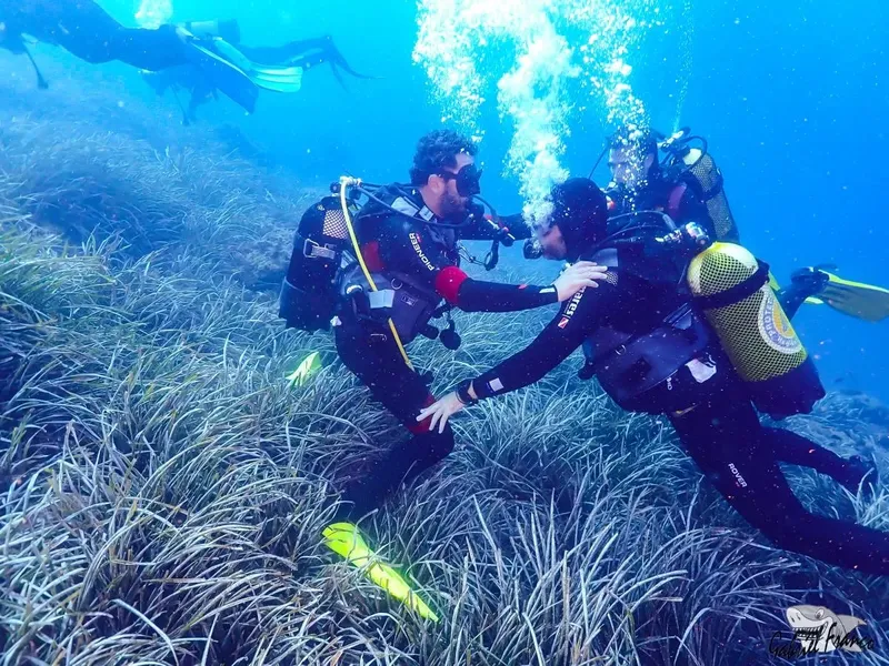 Deux plongeurs communiquent sous l'eau dans une herberie marine
