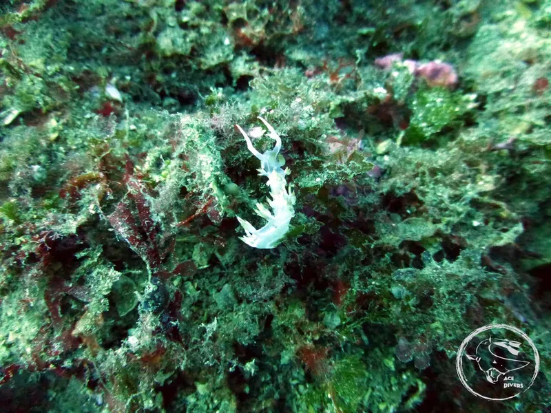 Nudibranche blanche sur fond d'algues vertes et rouges en milieu marin