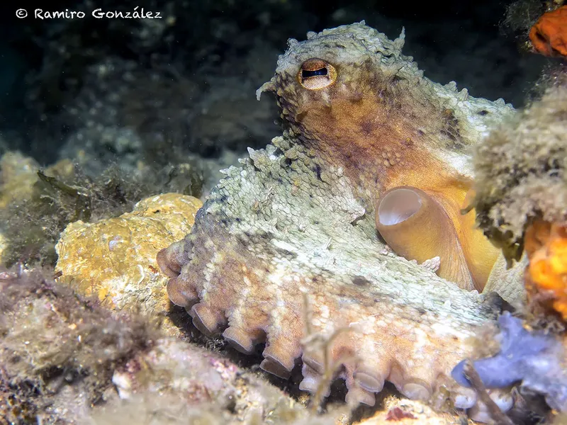 Pieuvre se camouflant sur un fond rocheux et corallien coloré