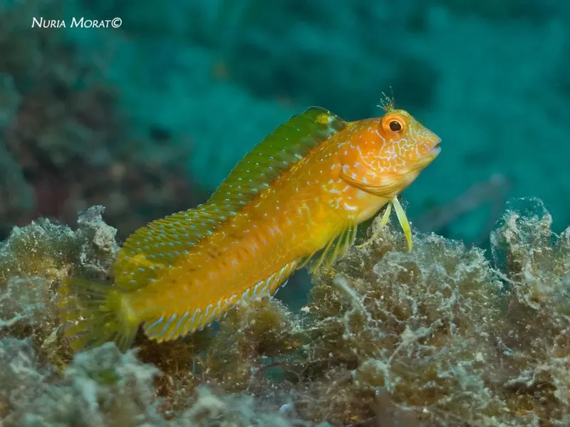 Petit poisson orange et vert posé sur un rocher sous-marin