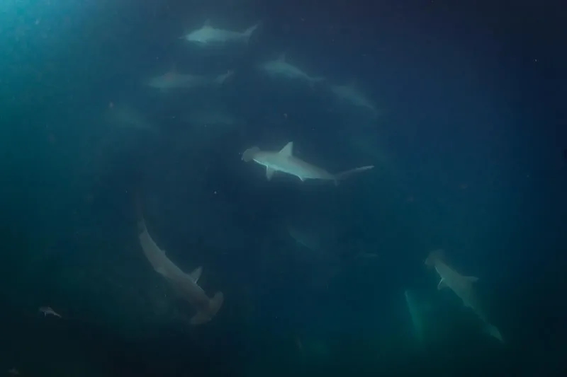 Plusieurs requins-marteaux nagent dans l'eau bleue et profonde