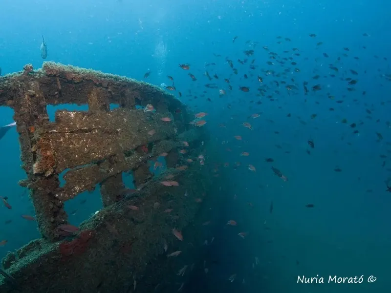 Épave de bateau colonisée par des poissons et algues sous l'eau