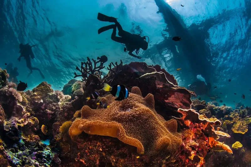 Plongeurs explorent un récif corallien coloré avec des poissons tropicaux