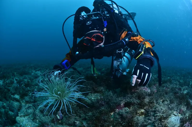 Plongeur observant une anémone de mer sur un fond rocheux