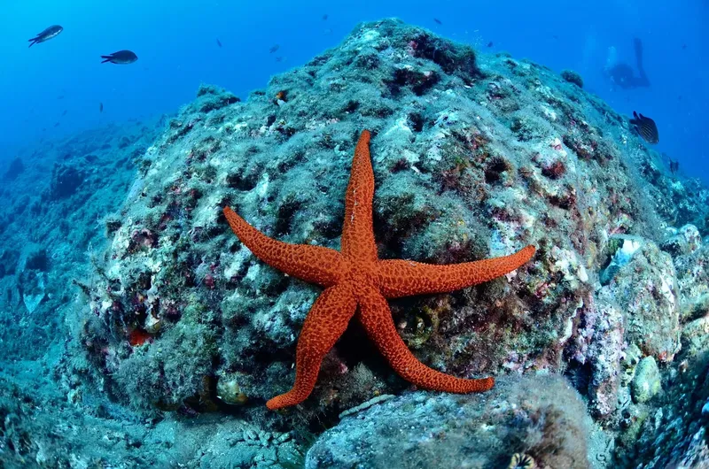 Etoile de mer rouge sur fond rocheux bleu, faune marine