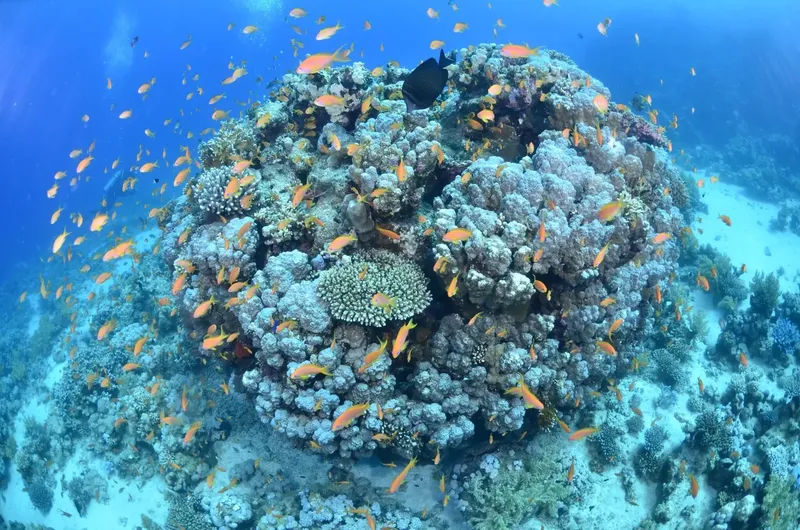 Recif corallien luxuriant avec de nombreux poissons colorés en pleine mer