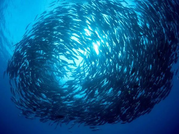 Un banc de poissons forme un tourbillon sous la surface de l'eau