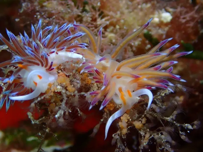 Deux nudibranches colorés se nourrissent sur un corail ou une éponge