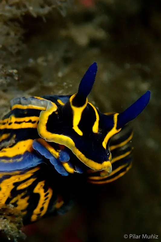 Nudibranche colorée avec des motifs rayés et des appendices bleus