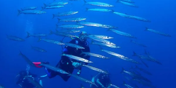 Plongeur entouré d'un banc de poissons, ambiance bleue et profonde