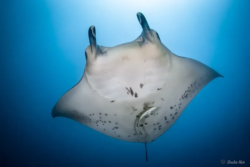 Raie manta nageant gracieusement dans les eaux bleues de l'océan