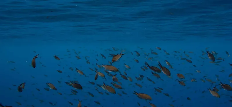 Banc de poissons dans l'eau bleue, lumière naturelle, vie marine