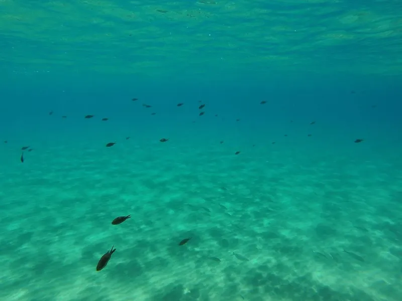 Banc de petits poissons évoluant dans une eau turquoise claire