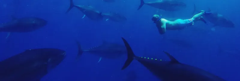 Plongeur nageant avec un banc de thons dans l'eau bleue