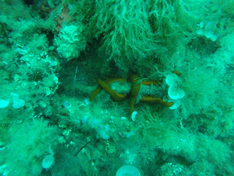 Étoile de mer orange sur fond rocheux et algues vertes sous-marine