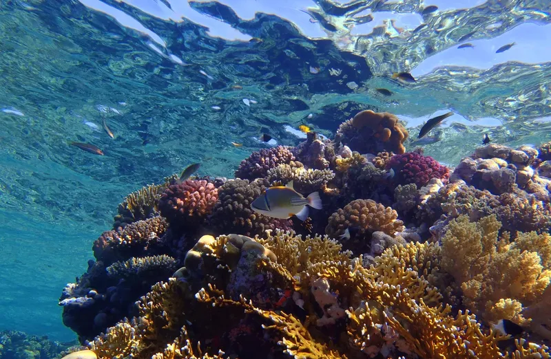 Recif corallien coloré avec de nombreux poissons tropicaux en mer