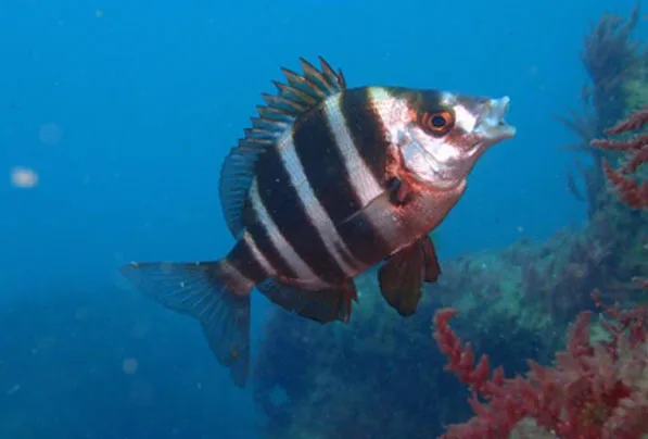 Poisson zébré nageant dans une eau bleue avec des coraux