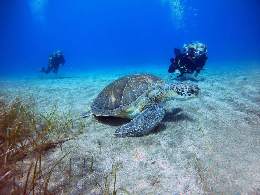 Tortue marine nageant paisiblement avec deux plongeurs en arrière-plan