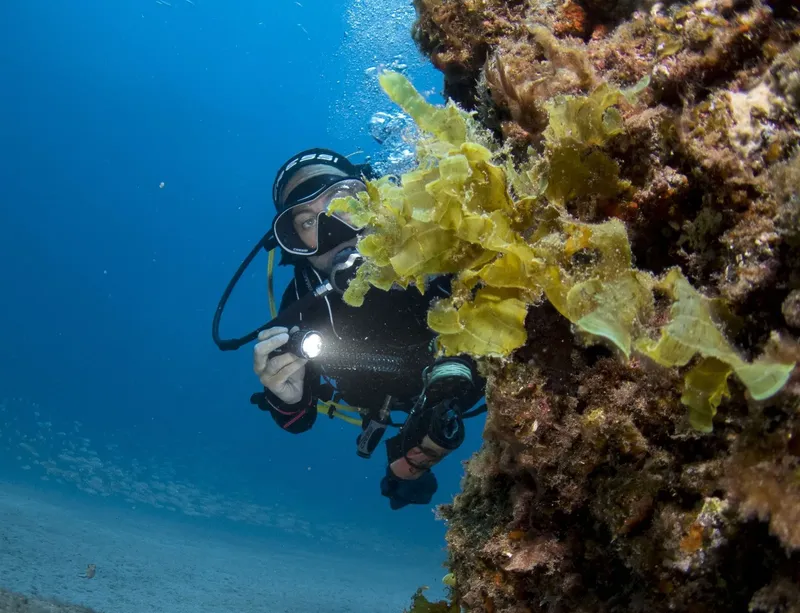 Plongeur explorant un récif corallien avec de la végétation jaune
