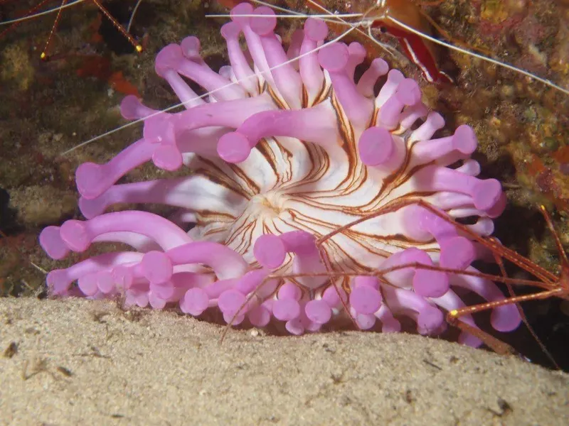 Anémone de mer rose et blanche sur fond sablonneux et rocheux