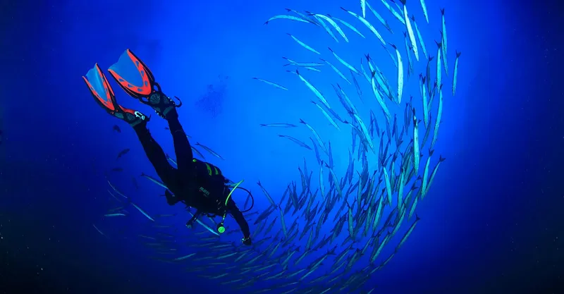 Plongeur en scaphandre entouré d'un banc de poissons argentés