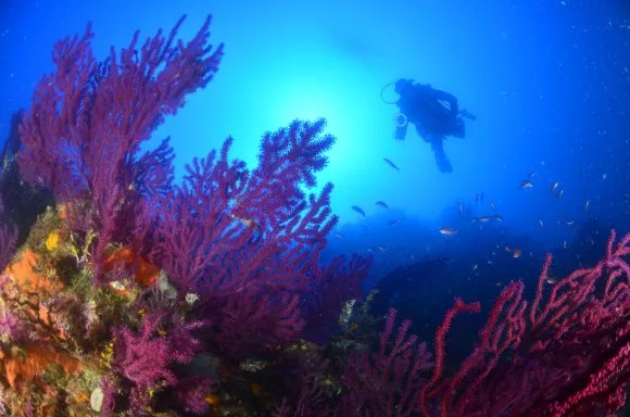 Plongeur explorant un récif corallien coloré en pleine lumière