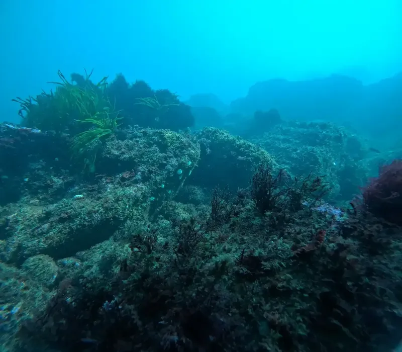 Fond marin rocheux avec végétation aquatique et lumière bleutée