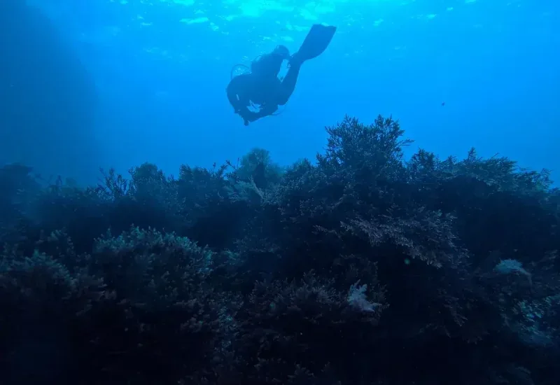 Plongeur en exploration au-dessus d'un récifal corallien bleu profond